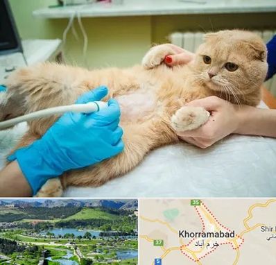 سونوگرافی گربه در خرم آباد