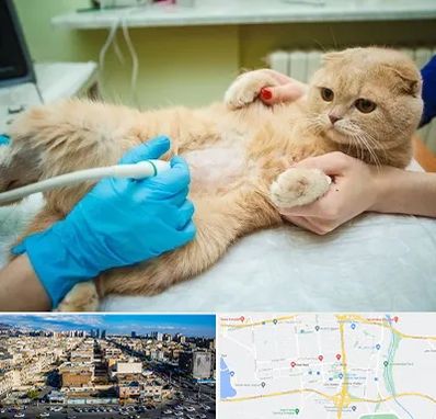 سونوگرافی گربه در شهرک راه آهن