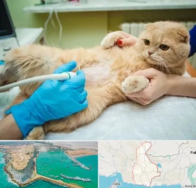 سونوگرافی گربه در سیستان و بلوچستان