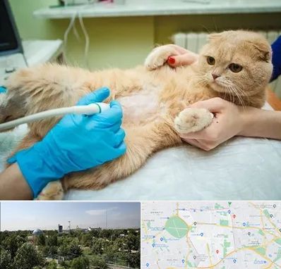 سونوگرافی گربه در منطقه 16 تهران 