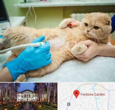 سونوگرافی گربه در باغ فردوس