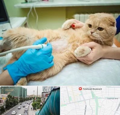 سونوگرافی گربه در بلوار فرحزادی