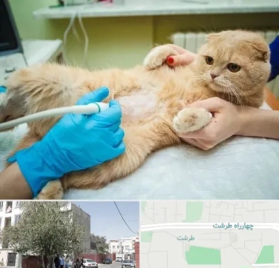 سونوگرافی گربه در طرشت