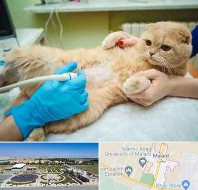 سونوگرافی گربه در ملارد