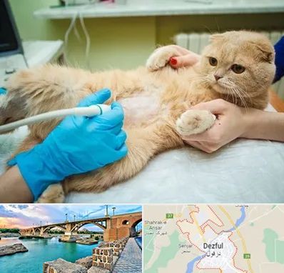 سونوگرافی گربه در دزفول