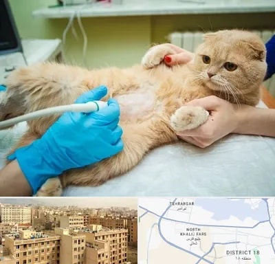 سونوگرافی گربه در جنوب غرب تهران