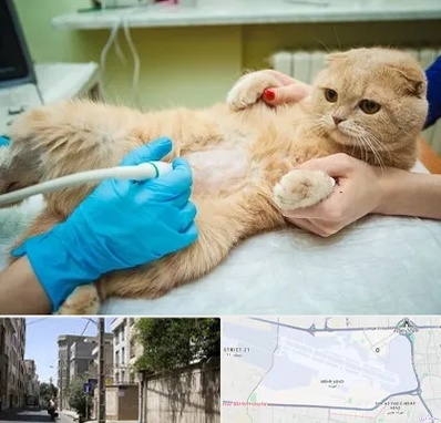سونوگرافی گربه در مهرآباد