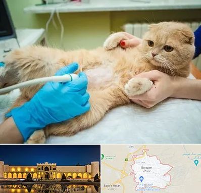 سونوگرافی گربه در برازجان