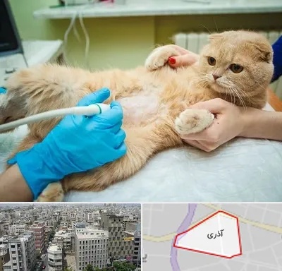 سونوگرافی گربه در آذری