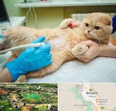 سونوگرافی گربه در بروجرد