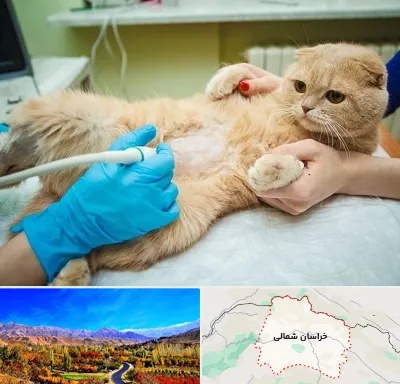 سونوگرافی گربه در خراسان شمالی
