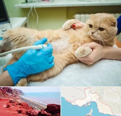 سونوگرافی گربه در هرمزگان