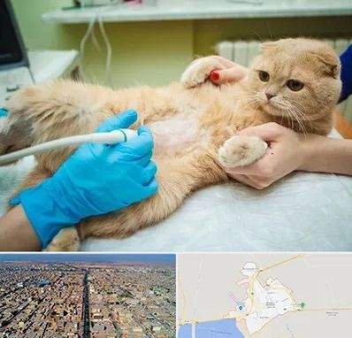 سونوگرافی گربه در بندر ماهشهر
