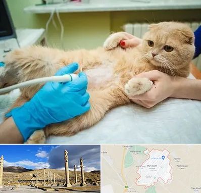 سونوگرافی گربه در مرودشت