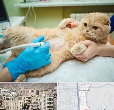 سونوگرافی گربه در اسکندری