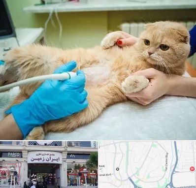 سونوگرافی گربه در ایران زمین