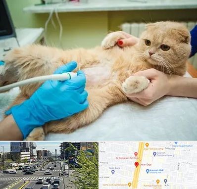 سونوگرافی گربه در ستاری 