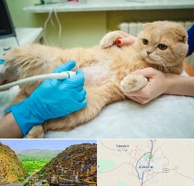 سونوگرافی گربه در کامیاران