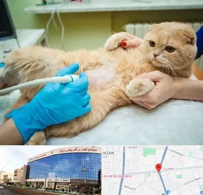 سونوگرافی گربه در نصف راه تبریز