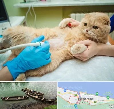 سونوگرافی گربه در بندر انزلی