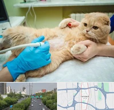 سونوگرافی گربه در توانیر