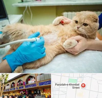 سونوگرافی گربه در 15 خرداد