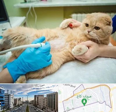 سونوگرافی گربه در سعادت آباد 