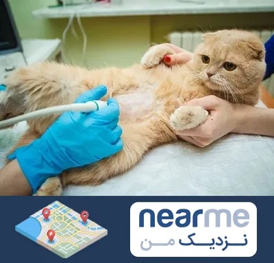 سونوگرافی گربه در نزدیک من
