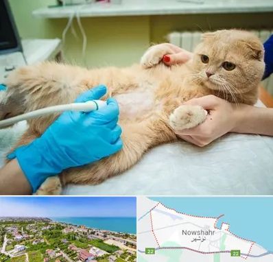 سونوگرافی گربه در نوشهر
