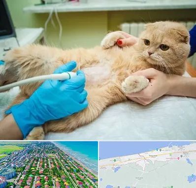 سونوگرافی گربه در فریدونکنار