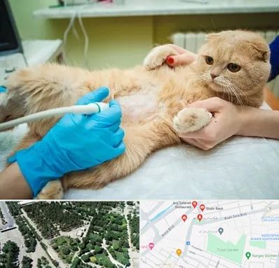 سونوگرافی گربه در سالاریه قم