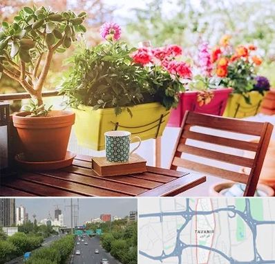 گیاه آپارتمانی در توانیر