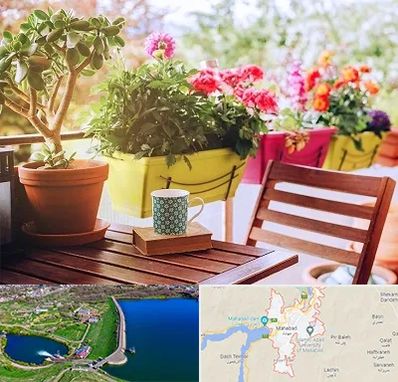 گیاه آپارتمانی در مهاباد