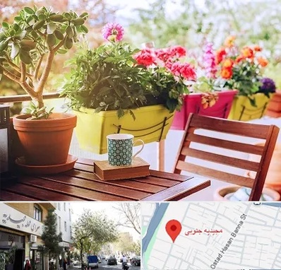 گیاه آپارتمانی در مجیدیه جنوبی