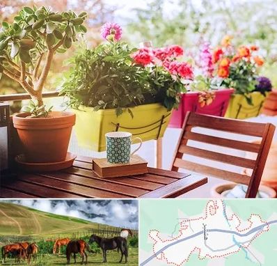 گیاه آپارتمانی در تالش