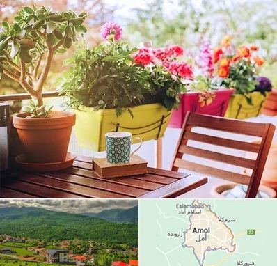 گیاه آپارتمانی در آمل