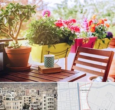 گیاه آپارتمانی در اسکندری