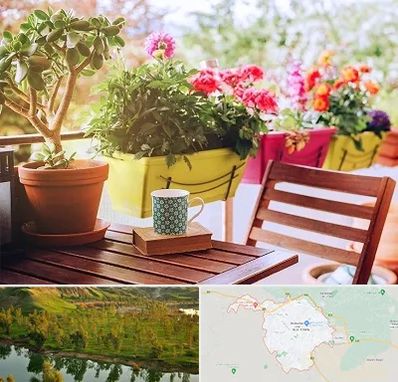 گیاه آپارتمانی در بهبهان