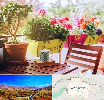 گیاه آپارتمانی در خراسان شمالی