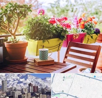 گیاه آپارتمانی در ازگل