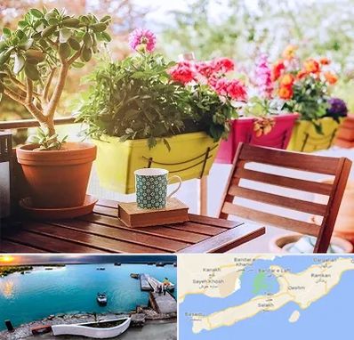 گیاه آپارتمانی در قشم