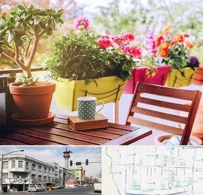 گیاه آپارتمانی در 17شهریور