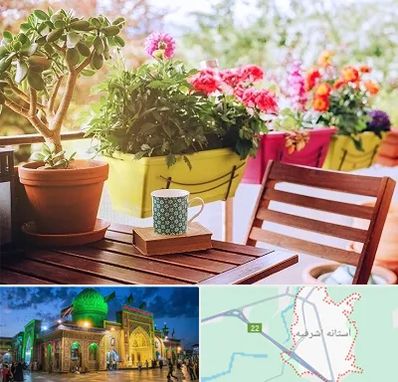 گیاه آپارتمانی در آستانه اشرفیه