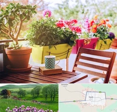 گیاه آپارتمانی در سراب