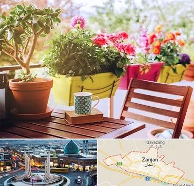 گیاه آپارتمانی در زنجان