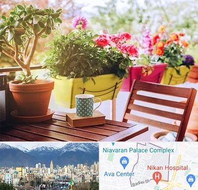 گیاه آپارتمانی در آجودانیه 