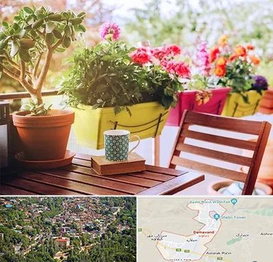 گیاه آپارتمانی در دماوند