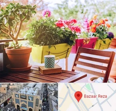 گیاه آپارتمانی در بازار رضا مشهد