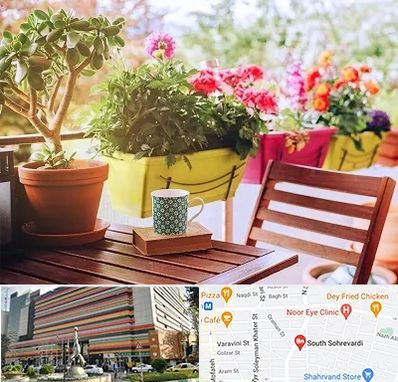 گیاه آپارتمانی در سهروردی 