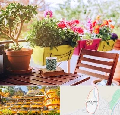 گیاه آپارتمانی در دربند